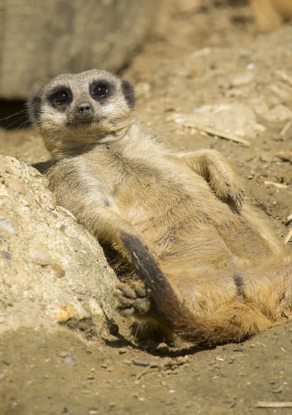 Meerkat descansando sobre o sol — Fotografia de Stock