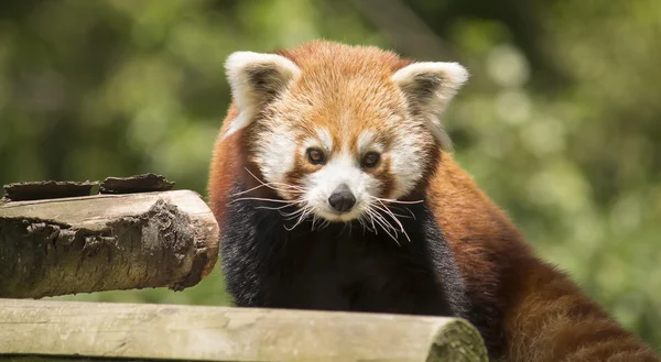 Červená panda — Stock fotografie