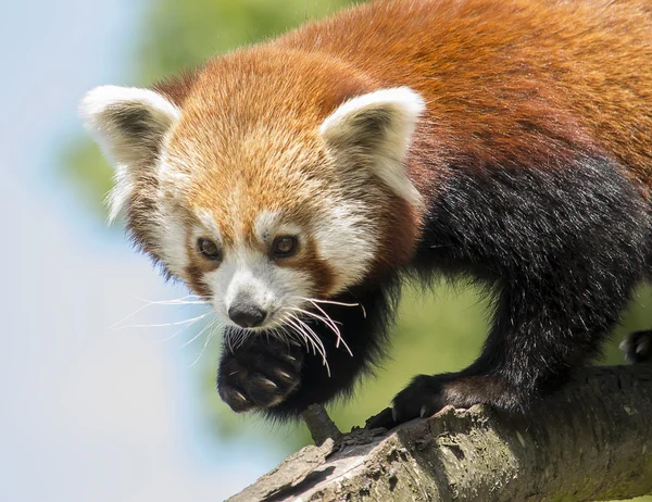 Red panda wspinaczka — Zdjęcie stockowe