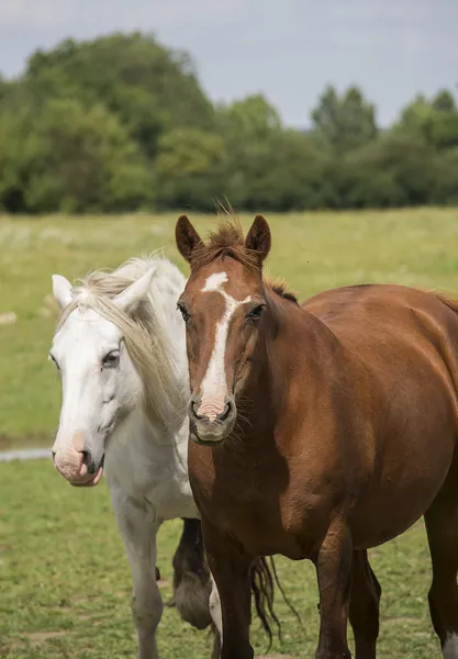 Caballos — Foto de Stock