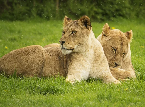 Lions femelles au repos — Photo