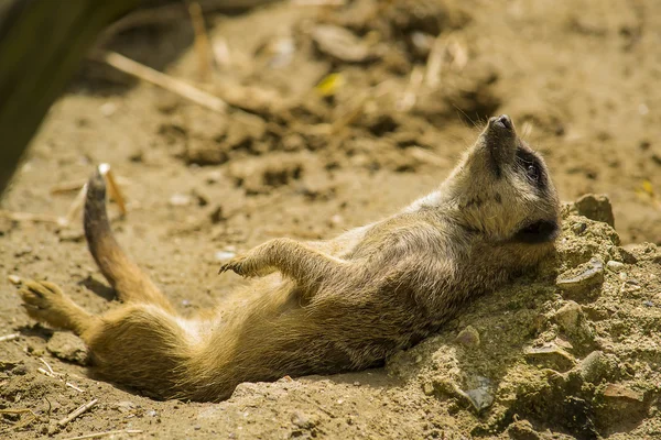 Meerkat resting — Stock Photo, Image