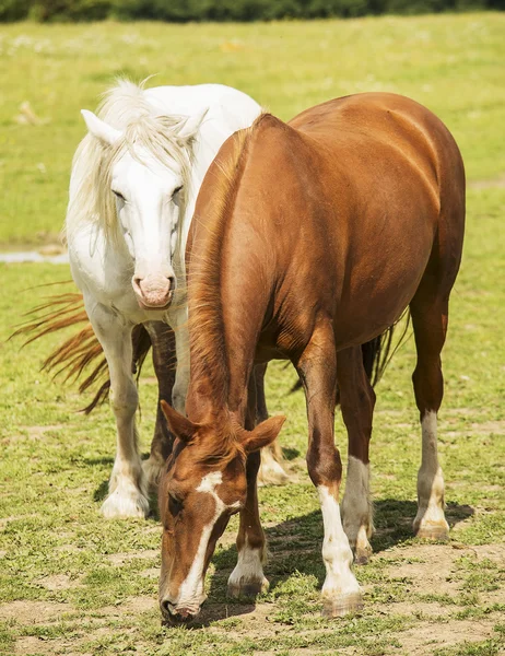 Caballos — Foto de Stock