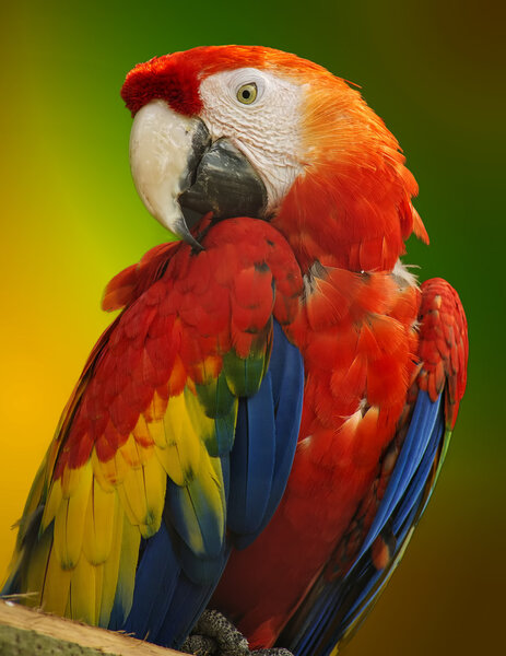 Orange macaw parrot on a colorful background.