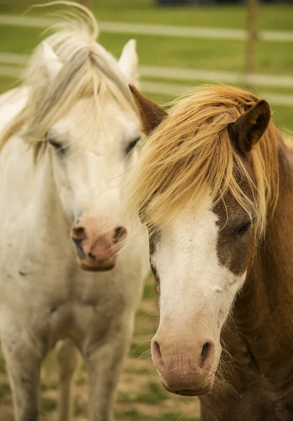 Cavalos — Fotografia de Stock