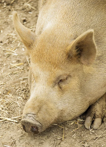 Pig closeup — Stock Photo, Image