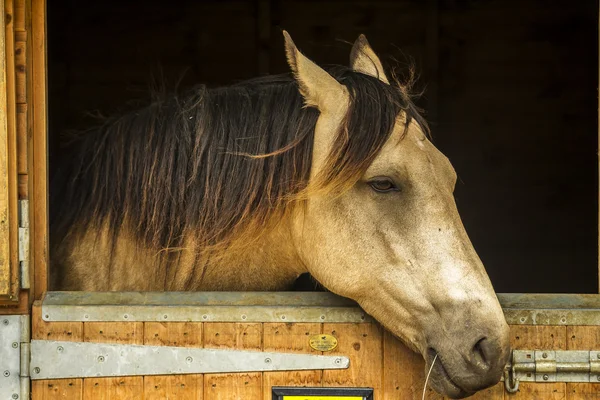 Caballo triste en establos — Foto de Stock