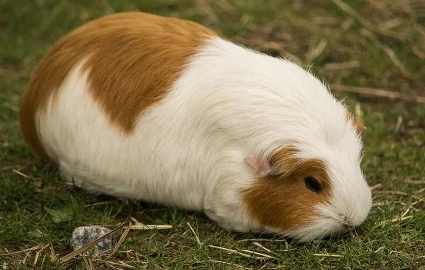 Guinea pig — Stock Photo, Image