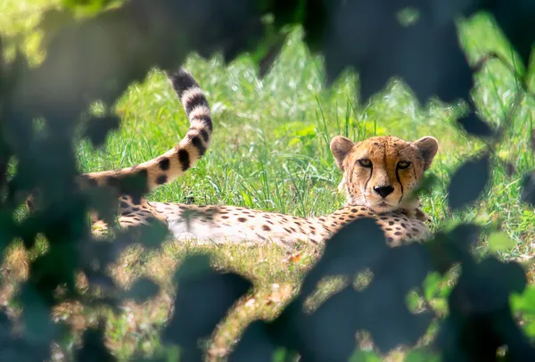 猎豹在草丛中休息 — 图库照片