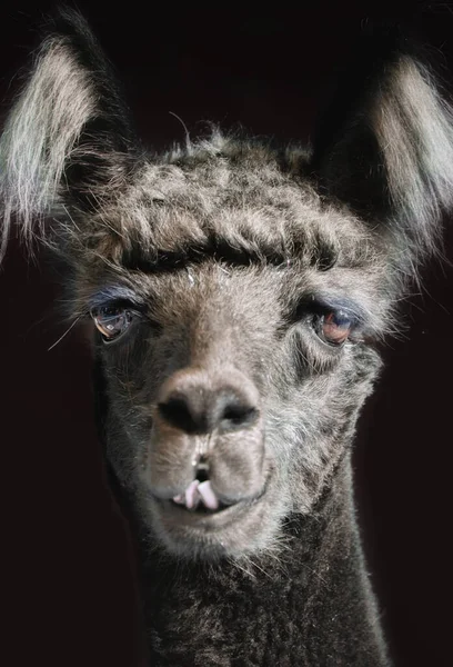 Alpaca Porträtt Svart Bakgrund — Stockfoto