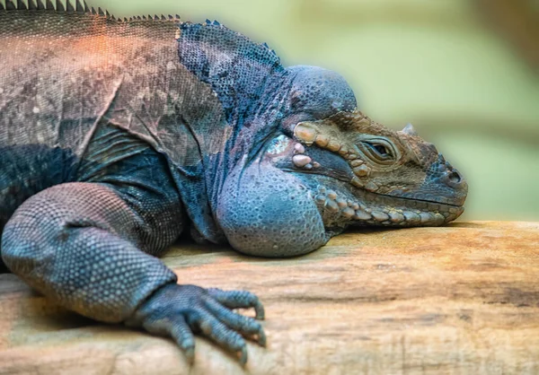 Wizerunek Bliska Nosorożca Iguana — Zdjęcie stockowe