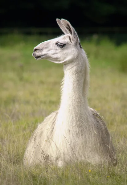 White llama resting in the autumn grass — Stock Photo, Image
