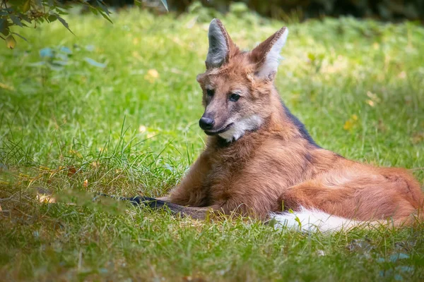 Zuid-Amerikaanse manen wolf rust in de natuur — Stockfoto