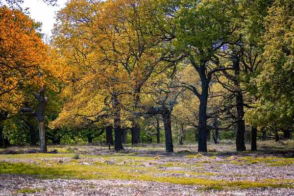 Hermoso bosque colorido en otoño. Otoño naturaleza paisaje. —  Fotos de Stock