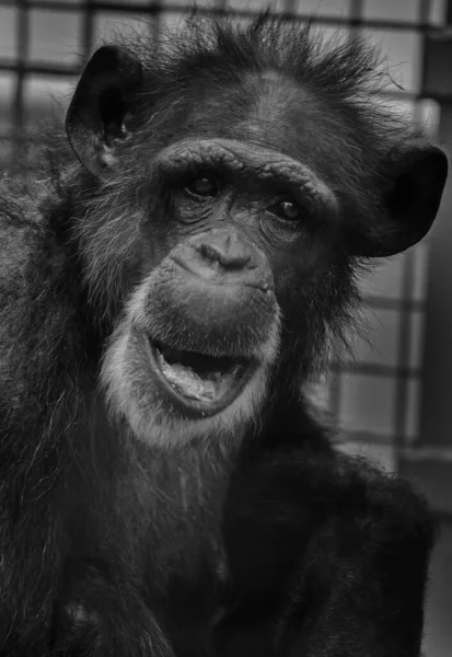 Zwart-wit portret van een chimpansee — Stockfoto