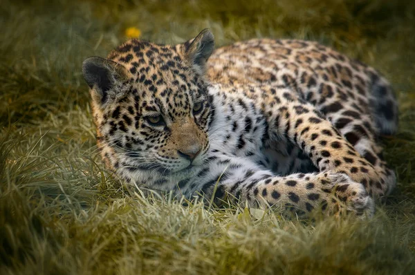 在自然界的草丛中玩耍的美洲豹宝宝 — 图库照片