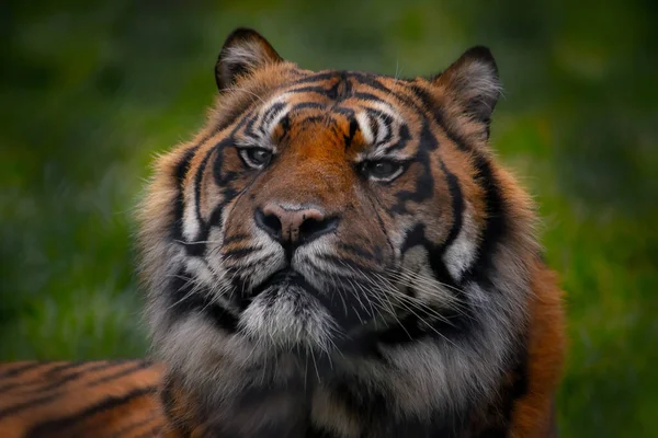 Sibirischer Tiger Der Natur — Stockfoto