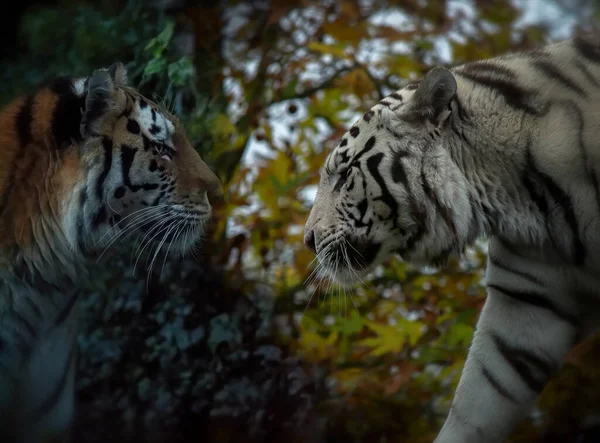 Dois Tigres Frente Para Outro — Fotografia de Stock