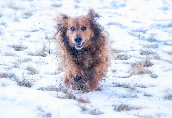 Cão dachshund de cabelos compridos correndo na neve — Fotografia de Stock