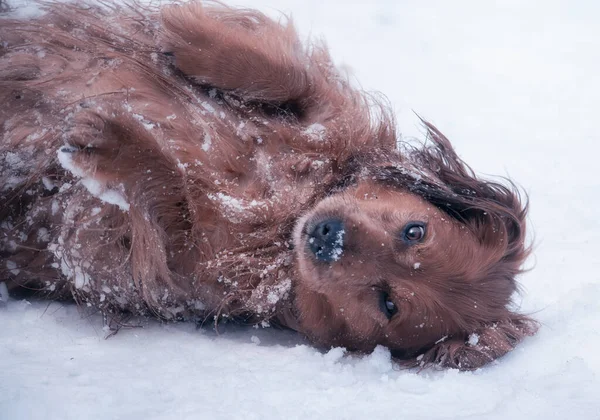 Cão dachshund de cabelos compridos brincando na neve — Fotografia de Stock