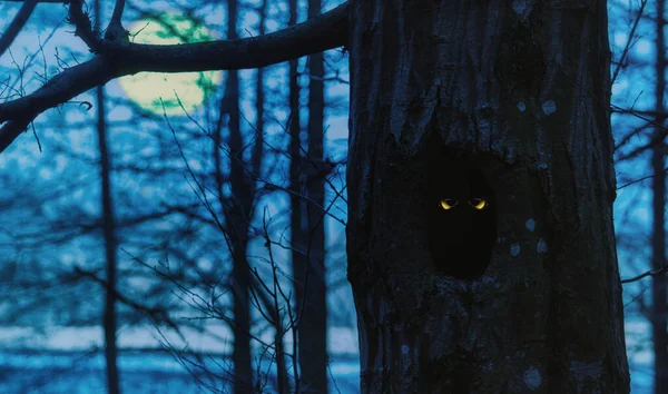 Uggla ögon ilooking ut från ett träd ihålig på natten — Stockfoto