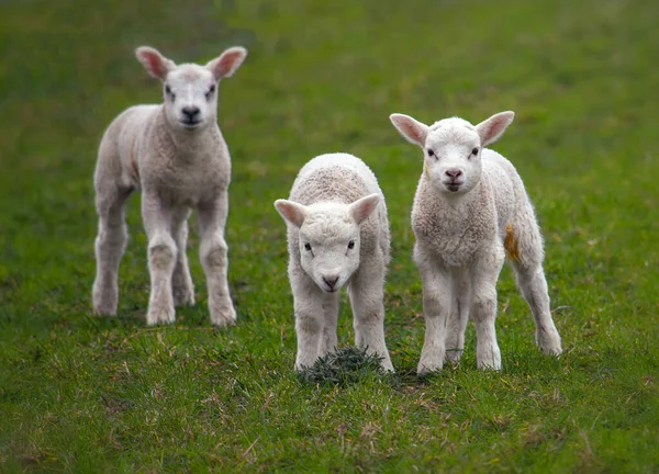 春田里有三只可爱的小羊 — 图库照片