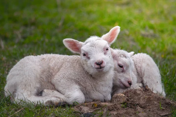 Bebé corderos descansando sobre la hierba de primavera — Foto de Stock