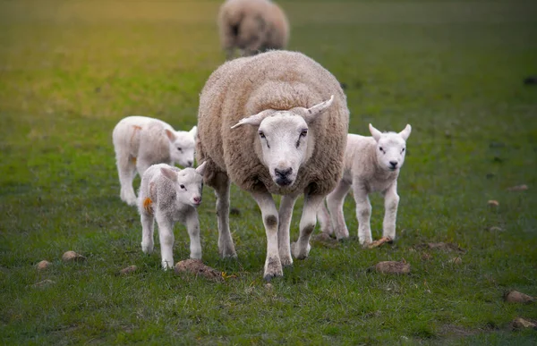 Ovce na poli s malými jehňátky. — Stock fotografie