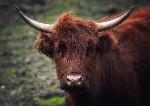 Retrato de una vaca montañesa originaria de Escocia — Foto de Stock