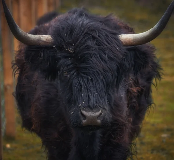 Portrét horské krávy, která pochází ze Skotska — Stock fotografie
