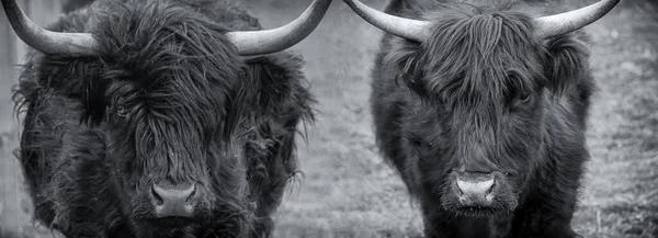 Black and white image of two Scottish Highland cows — Stock Photo, Image