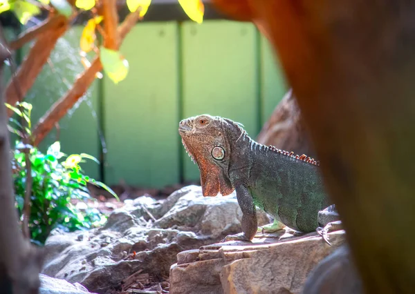 Zielona jaszczurka iguana opalająca się na skałach — Zdjęcie stockowe