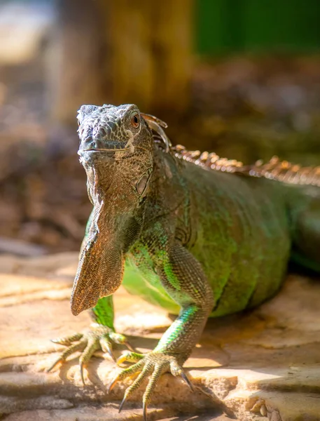 Zbliżenie wizerunek zielonej jaszczurki iguany — Zdjęcie stockowe