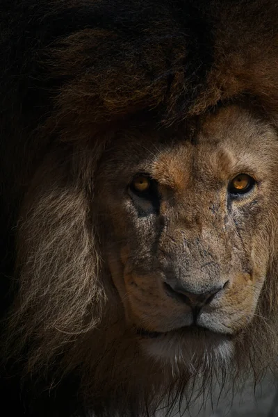 Retrato de cerca de un león africano macho — Foto de Stock