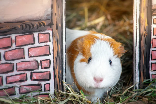 Porco de Guiné bonito espreitando para fora de sua pequena casa — Fotografia de Stock