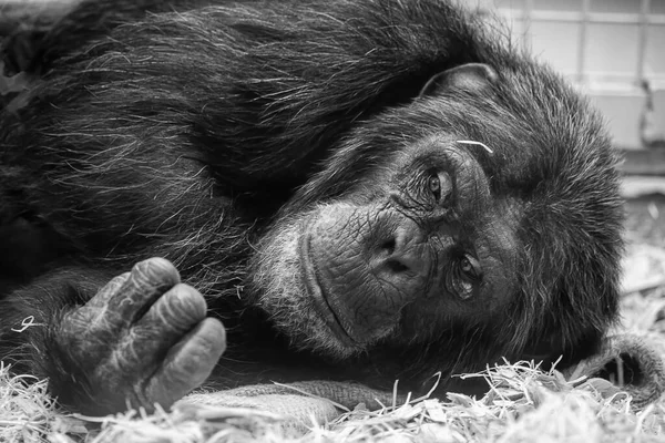 Czarno-biały portret szympansa — Zdjęcie stockowe