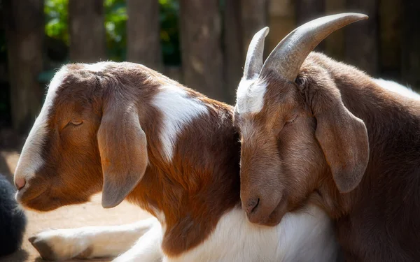 A pair of goats falling asleep cuddling — Stock Photo, Image