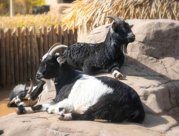 Černobílé kozy odpočívající vedle chatrče — Stock fotografie