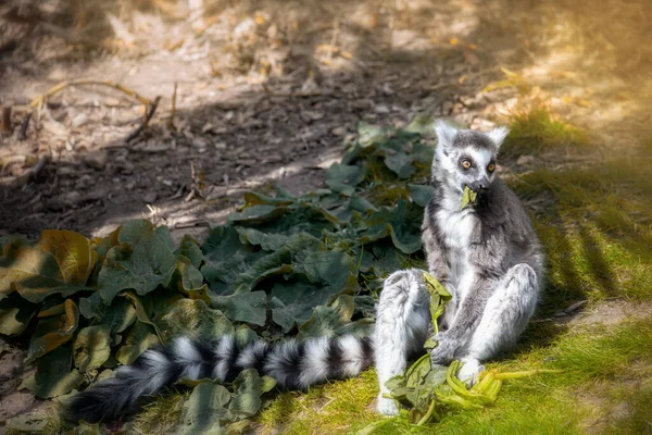 Černobílý lemur pojídající listí na zemi — Stock fotografie