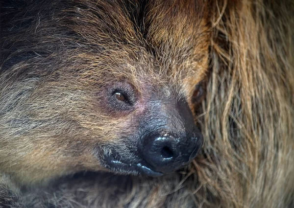 Retrato de cerca de un adormilado perezoso de tres dedos — Foto de Stock