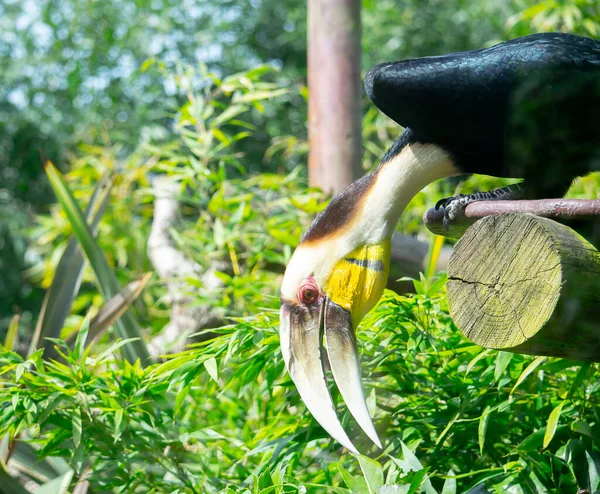 Färgglada Kransad Hornnäbb Sitter Mellan Bladverket — Stockfoto