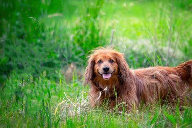 Cute land haired dachshund dog in the nature.