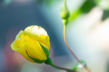 Closeup of a blooming yellow rose.
