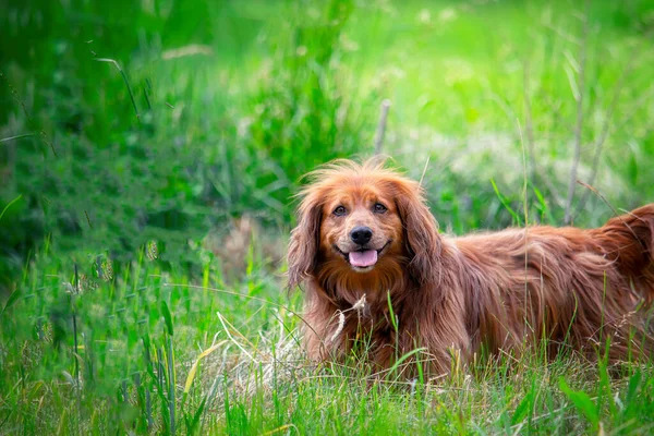 Cute Land Haired Dachshund Dog Nature — ストック写真