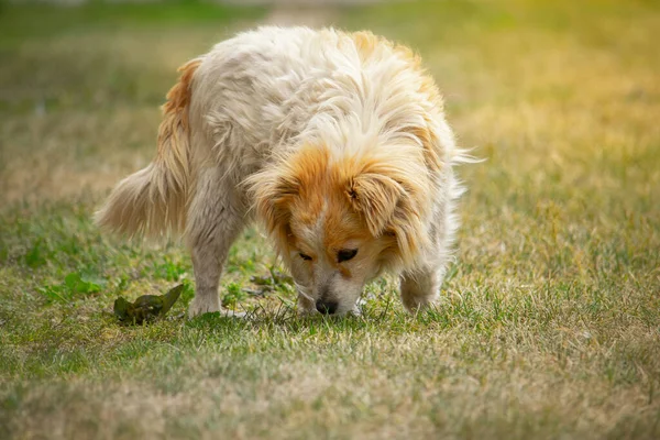 Cute White Mixed Breed Dog Tracking Nature — ストック写真