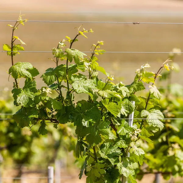 Lindas fileiras de uvas jovens no campo com o vinho — Fotografia de Stock