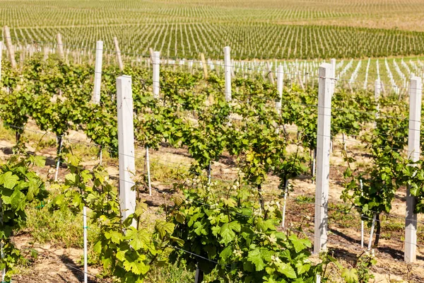 Lindas fileiras de uvas jovens no campo com o vinho — Fotografia de Stock