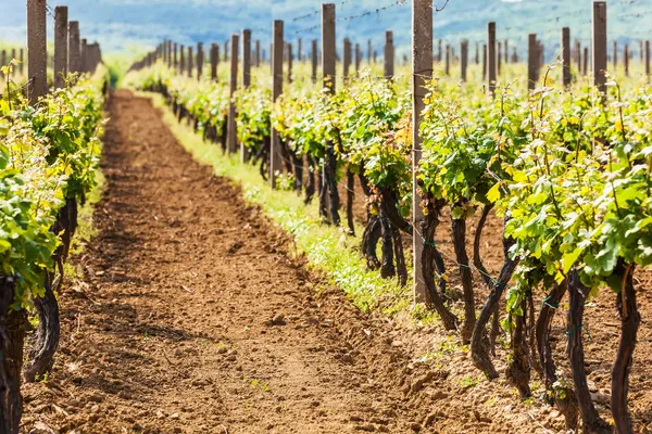 Lindas fileiras de uvas jovens no campo com o vinho — Fotografia de Stock