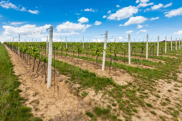 Beautiful rows of young grapes in the countryside with the wine — Stock Photo, Image