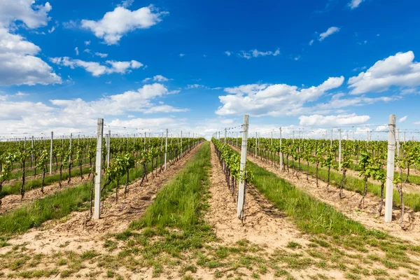 Lindas fileiras de uvas jovens no campo com o vinho — Fotografia de Stock